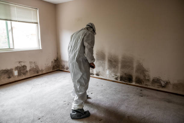 Mold Testing and Removal in Dearborn Heights, MI